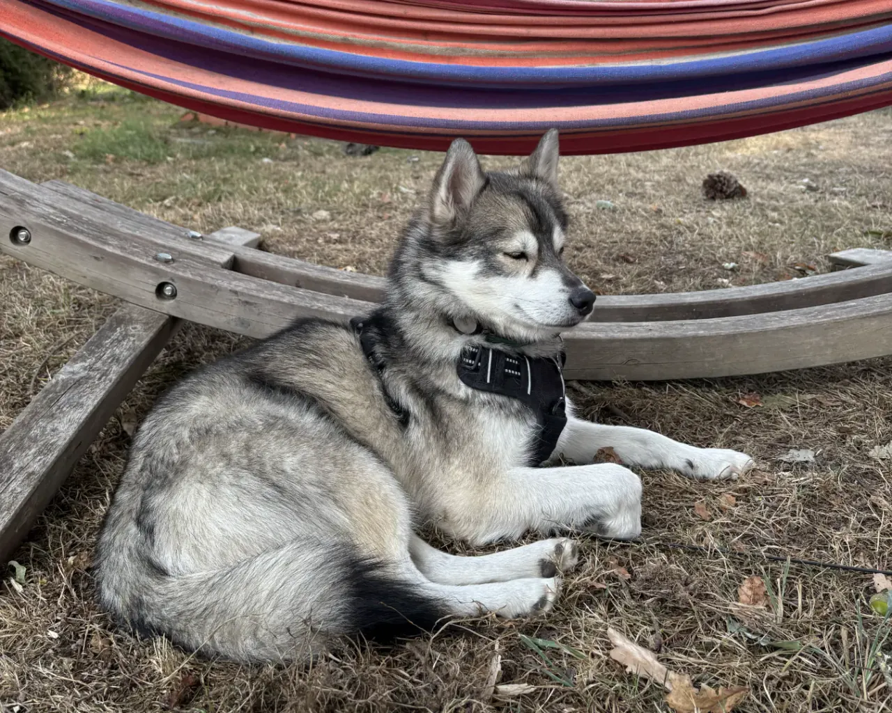 Chien reposé confortablement dans son box à La Pension d'Isa