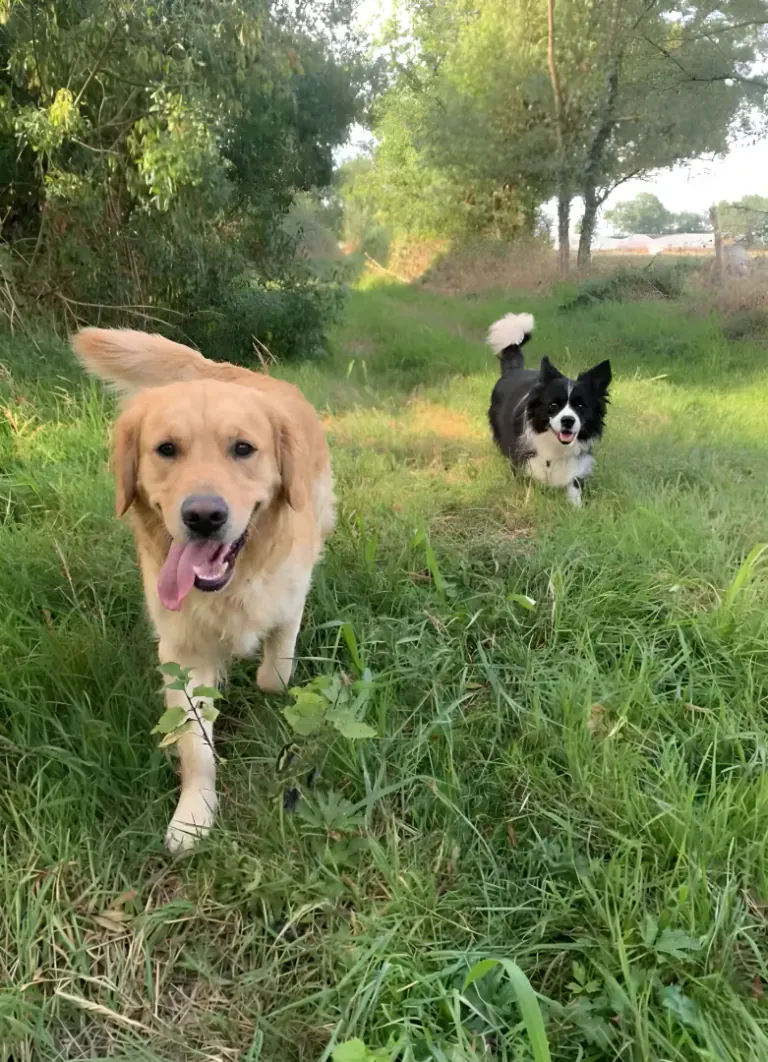 Groupe de chiens pensionnaires au domaine La Pension d'Isa